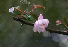 海棠未雨共归途txt下载