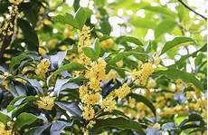 描写桂花样子的句子